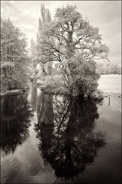 Tree Reflection in River Deben at Ufford.jpg